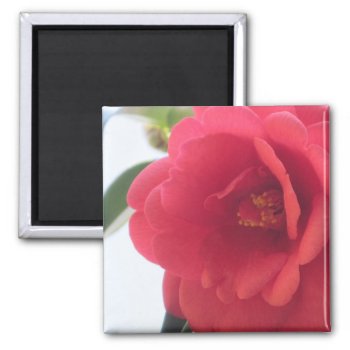 Red Rose Magnets by lifethroughalens at Zazzle