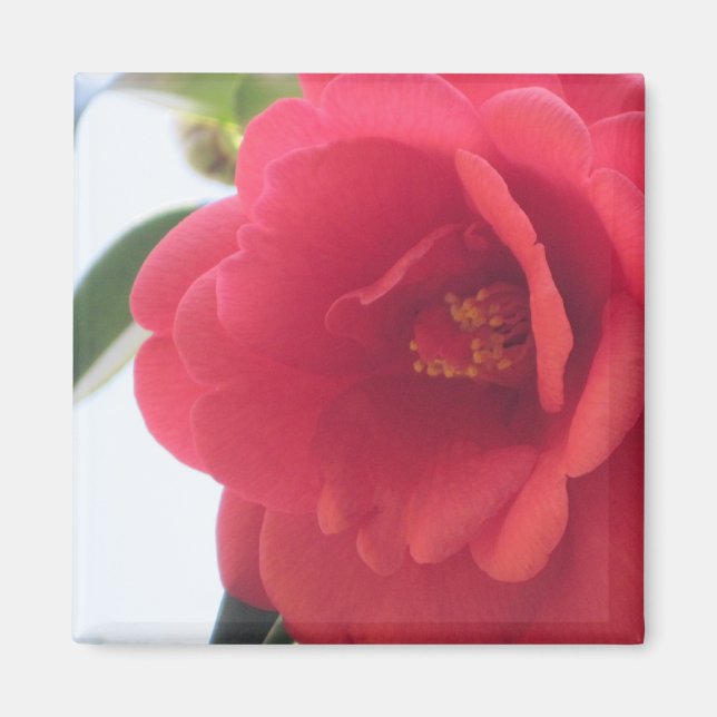 Red Rose Magnets (Front)