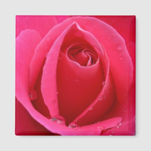 Red Rose Magnets Pink Rose Gifts Keepsake Decor