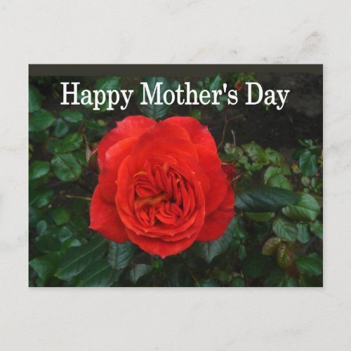 Red Rose Mothers Day Postcard