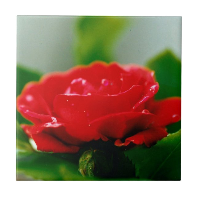 Red Rose of passion covered with dew drops   Ceramic Tile (Front)