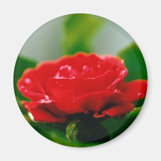 Red Rose of passion covered with dew drops  Magnet (Front)
