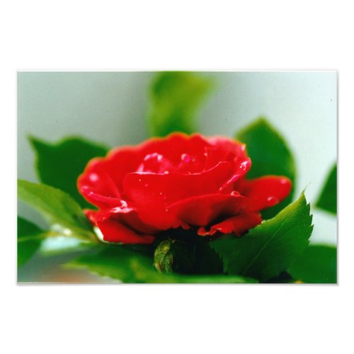 Red Rose of passion covered with dew drops  Photo Print
