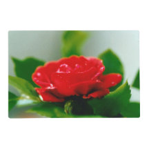 Red Rose of passion covered with dew drops