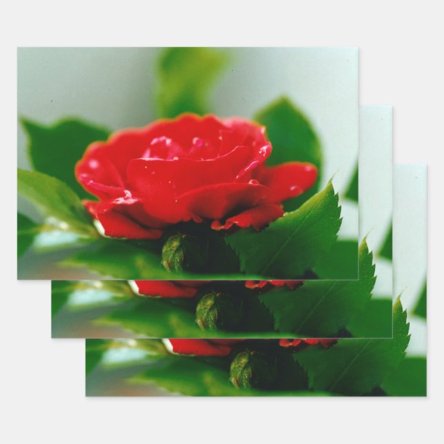 Red Rose of passion covered with dew drops  Wrapping Paper Sheets (Set)