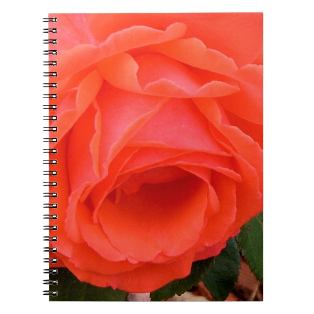 Red Rose of Summer Notebook (Front)
