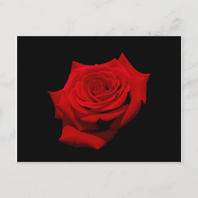 Red Rose on Black Background Postcard (Front)