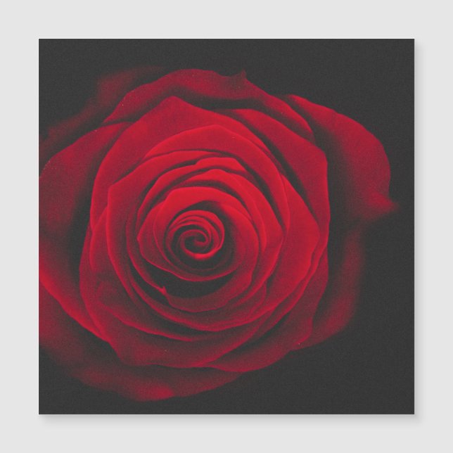 Red rose on black background vintage effect (Front)