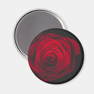 Red rose on black background vintage effect magnet