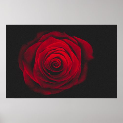 Red rose on black background vintage effect poster