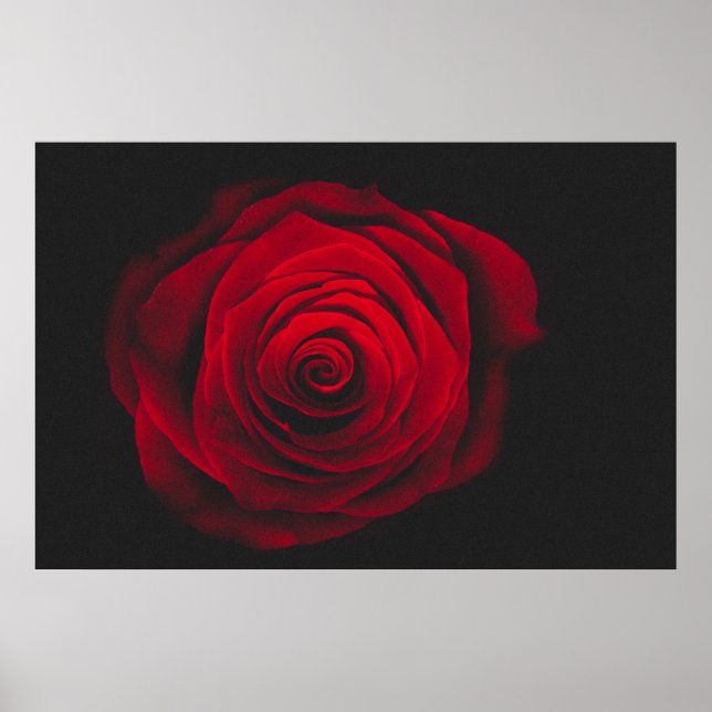 Red rose on black background vintage effect poster (Front)