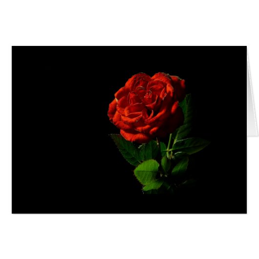 Red Rose on Black Floral Cards (Front Horizontal)
