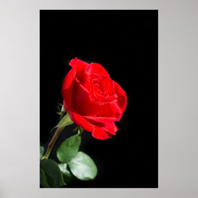 Red rose on black poster (Front)