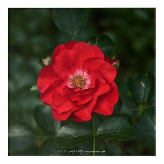 Red Rose P6568 Acrylic Print