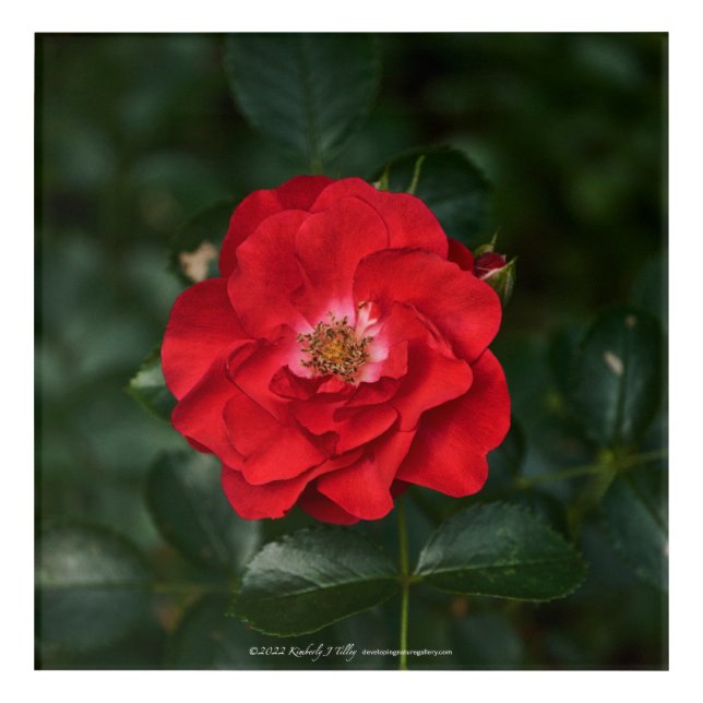 Red Rose P6568 Acrylic Print (Front)