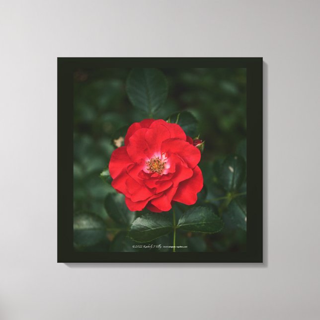 Red Rose P6568 Canvas Print (Front)