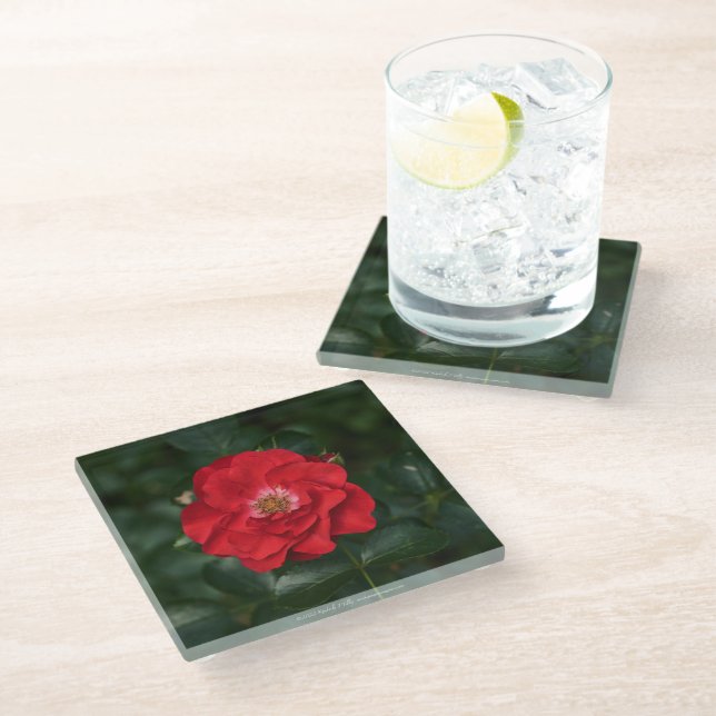 Red Rose P6568 Glass Coaster (Angled)