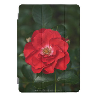 Red Rose P6568 iPad Pro Cover