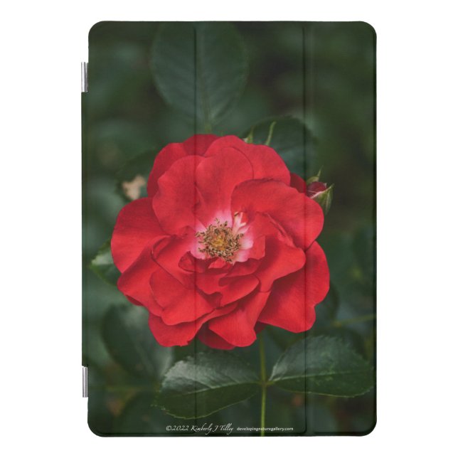 Red Rose P6568 iPad Pro Cover (Front)