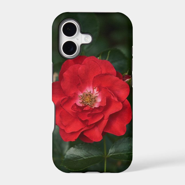 Red Rose P6568 Iphone Case (Back)