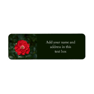 Red Rose P6568 Label