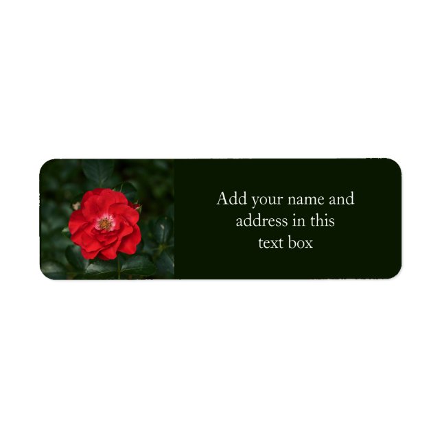 Red Rose P6568 Label (Front)