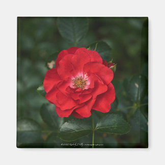 Red Rose P6568 Magnet