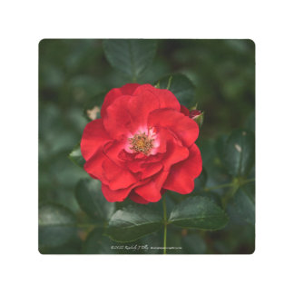 Red Rose P6568 Metal Print