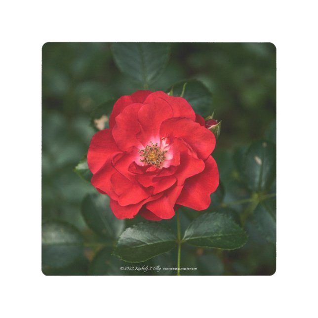 Red Rose P6568 Metal Print (Front)