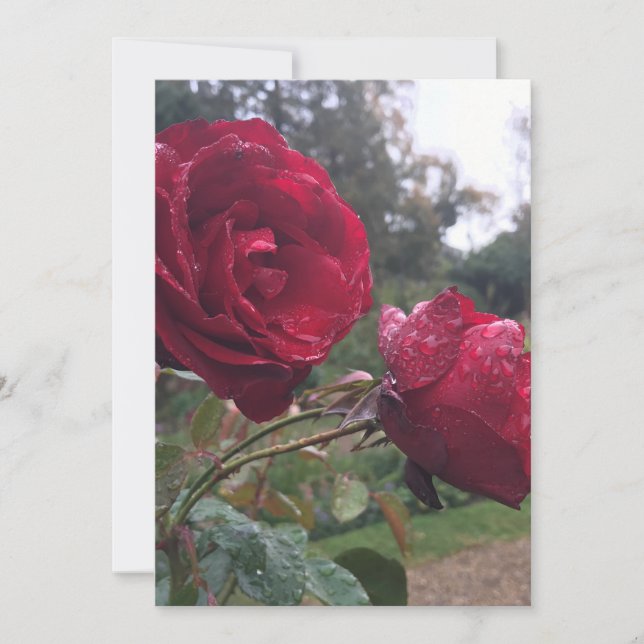 Red Rose Pair Dinner Plate Invitation (Front)