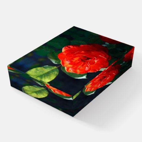 Red rose paperweight