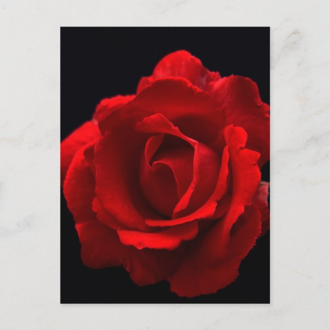Red Rose pca Postcard (Front)