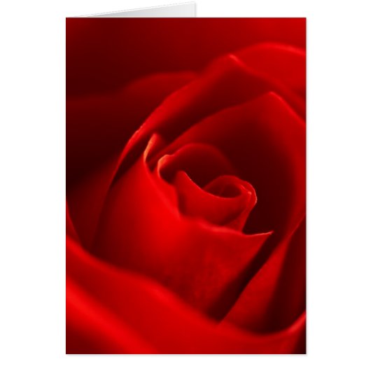 Red Rose Photo (Front)