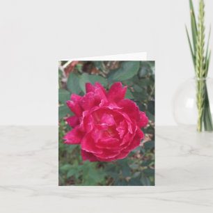 Red Rose Photo Folded Note Card