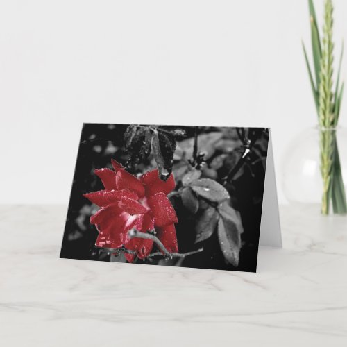 Red Rose Photo Happy Valentines Day Greeting Card