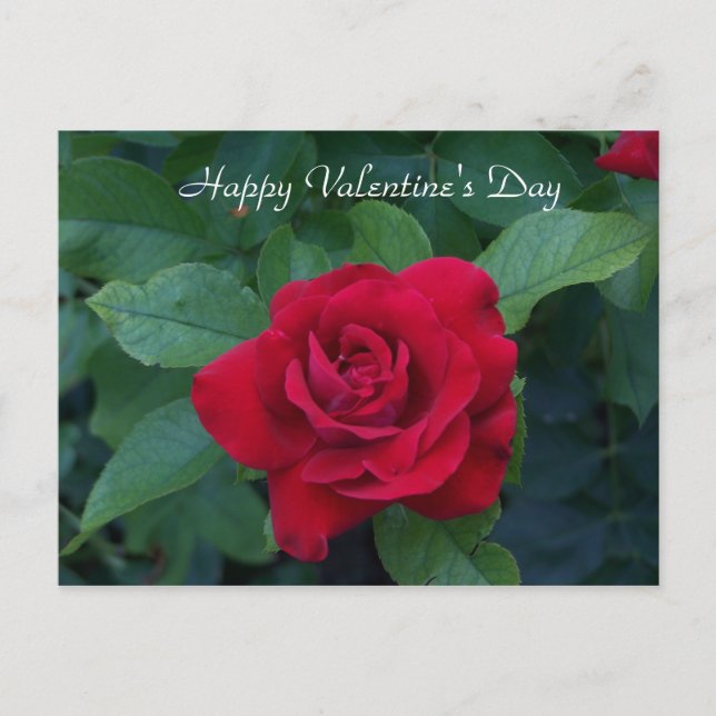 Red Rose Photo Holiday Postcard (Front)