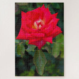 Red Rose Photo Jigsaw Puzzle