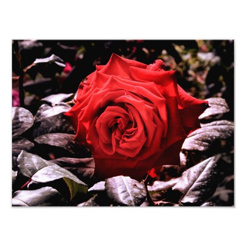 red rose photo print