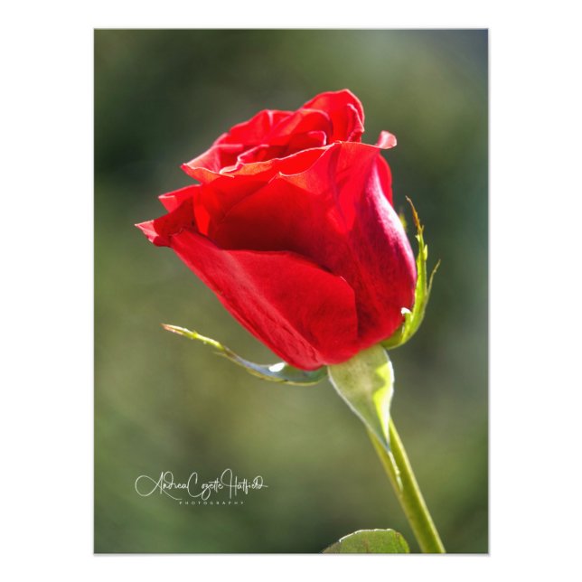 Red Rose Photo Print (Front)