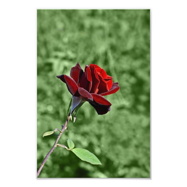 Red Rose Photo Print (Front)