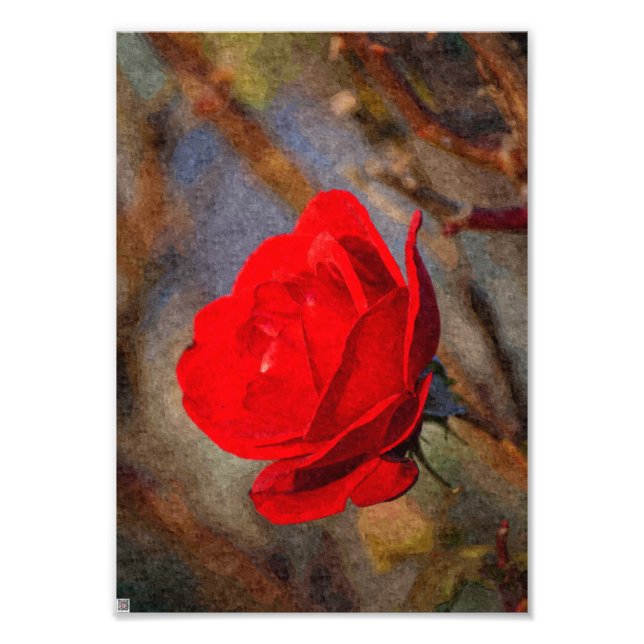 Red Rose Photo Print (Front)