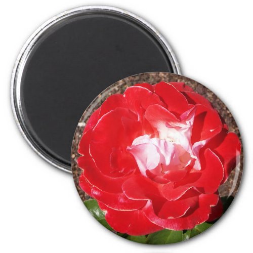 Red Rose Photo Round Magnet