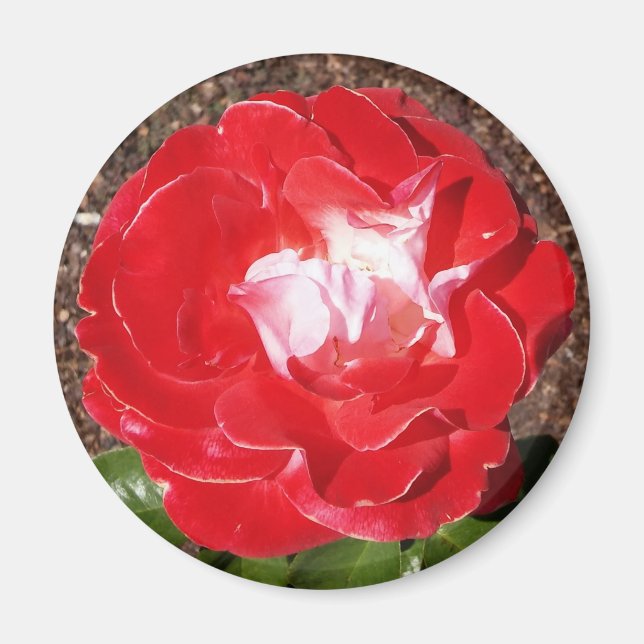 Red Rose Photo Round Magnet (Front)