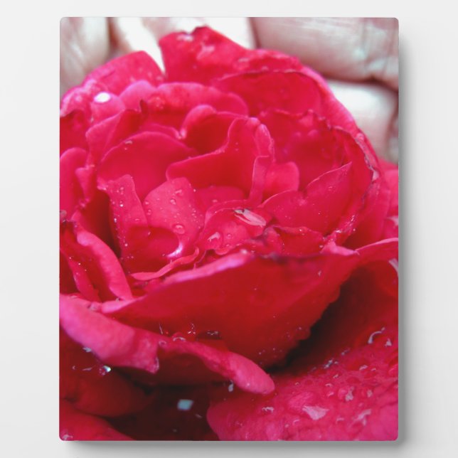 Red Rose Plaque (Front)