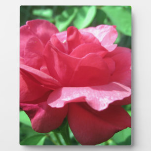 Red Rose Plaque