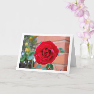 Red Rose Portrait Card