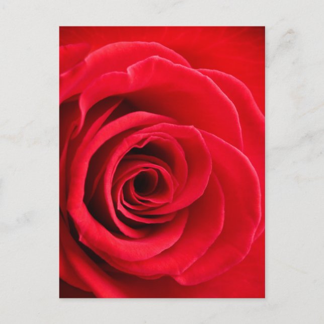 Red rose postcard (Front)