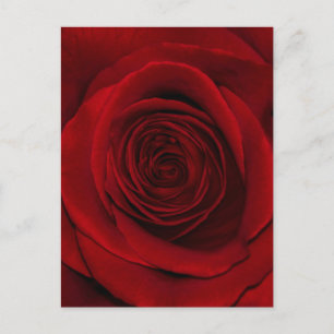 Red Rose Postcard
