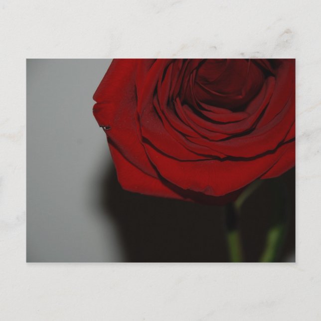 Red Rose Postcard (Front)