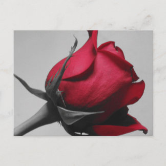 Red Rose Postcard